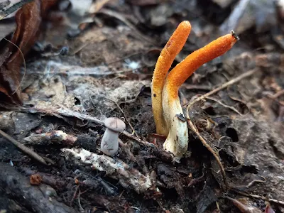 Cordyceps militaris mushroom training in Dhule