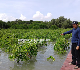 bibitmangrovejogja.blogspot.co.id