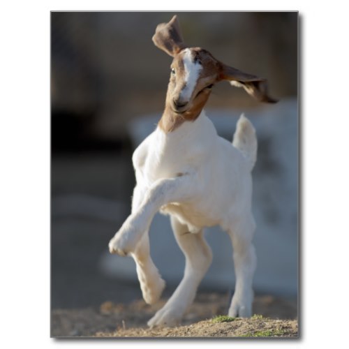 Kid Goat Prancing About | Cute Photo Postcard