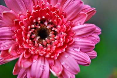 pink flower photo by mbgphoto