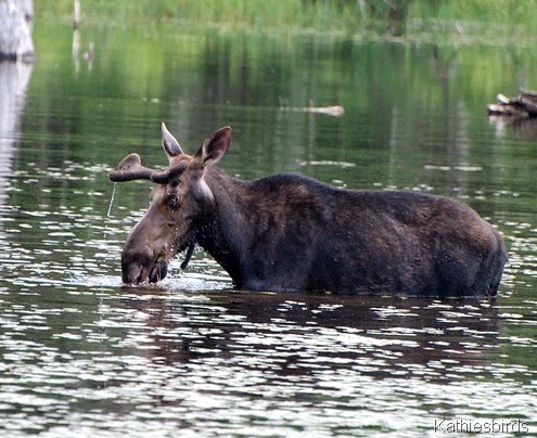 18. moose-kab