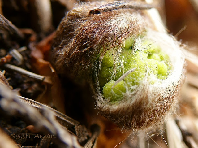 Osmunda japonica