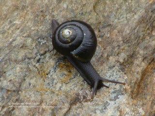 Arianta aethyops petrii DSC141815