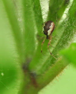 #30DaysWild Anelosimus vittatus spider