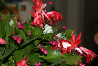 Christmas Cactus on At The Moment Is This Pretty Christmas Cactus Zygo Cactus