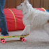 Even A Dog Can Skateboard Better Than Me  