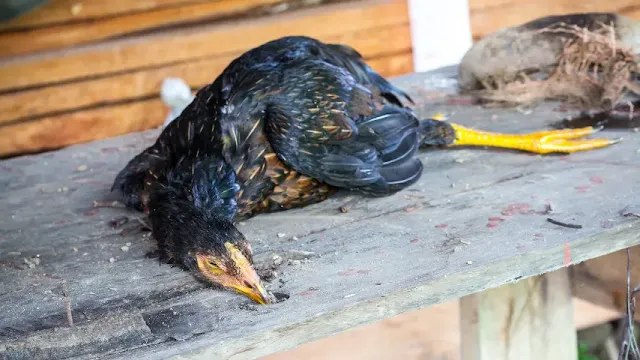 Pencegahan & Penanganan Penyakit Ayam Kampung - Panduan Lengkap