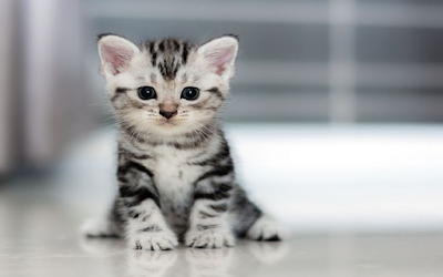 Download Suara  Kucing  Asli mp3  Lengkap Bisa Untuk Apa 