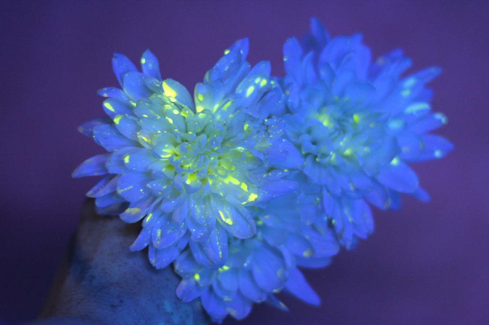 How to Make Glowing Flowers