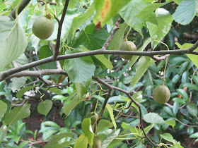 Rami e Frutti Davidia involucrata