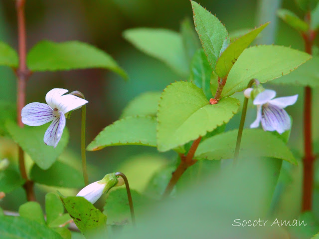 Viola betonicifolia