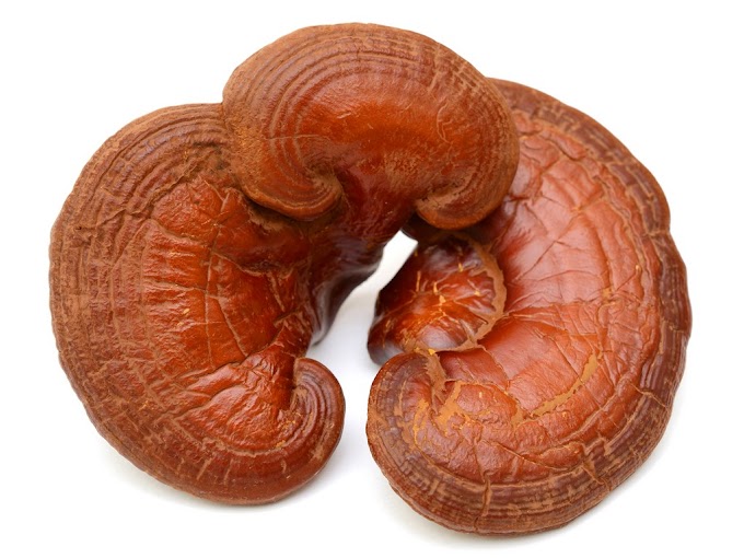 Ganoderma Mushroom Pure Culture Supplier Company in Denmark | Ganoderma Mushroom Company in Denmark