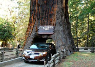 Pat Dunlap Driving Through Chandelier Tree Toyota Venza Leggett California