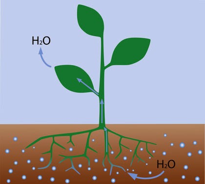 Hasil gambar untuk Penyerapan Air Oleh Tanaman