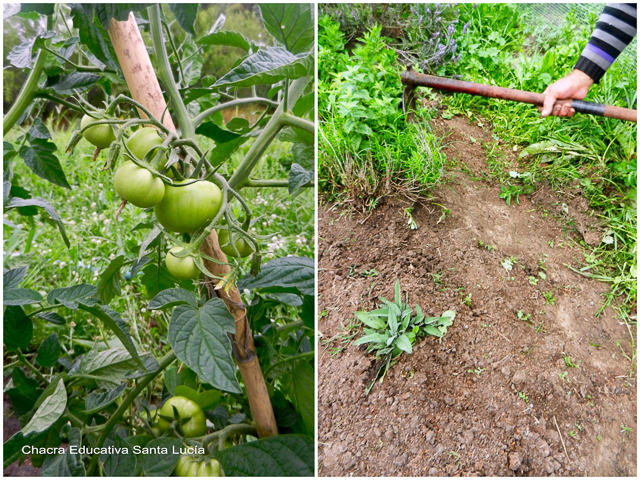 Tomates creciendo - tareas en la huerta - Chacra Educativa Santa Lucía