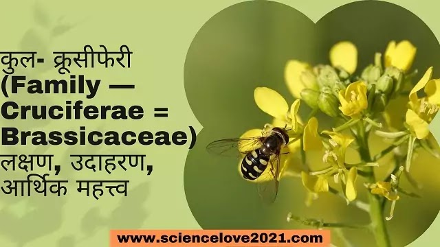 कुल- क्रूसीफेरी (Cruciferae = Brassicaceae) लक्षण, उदाहरण,आर्थिक महत्त्व|hindi