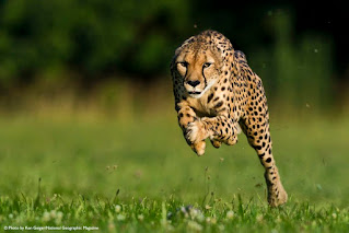 the Asiatic Cheetah is a subspecies found in parts of Iran and once ranged through the Middle East into Central Asia