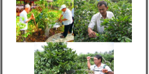 Sách hướng dẫn trồng mai - Giáo trình nghề trồng cây mai vàng Bộ NN & PTNT