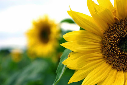 Gambar Bunga Yang Kecil / 14 Gambar Taman Bunga Depan Kamar Indah | RUMAH IMPIAN : Daftar nama bunga, gambar bunga cantik, indah, unik, dan langka, lengkap dengan penjelasannya.