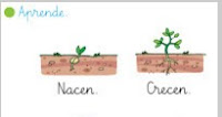 http://primerodecarlos.com/primerodecarlos.blogspot.com/febrero/plantas_seres_vivos.swf