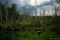 Even forests in unexpectedly vulnerable places like Poland are suffering the effects of climate change with millions of dying trees. (Credit: Reuters) Click to Enlarge.