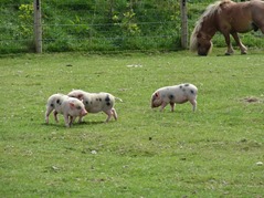 201506.21-046 les 3 petits cochons