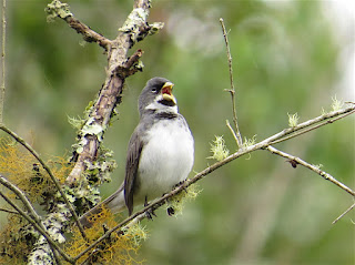 Double-collared Seedeater