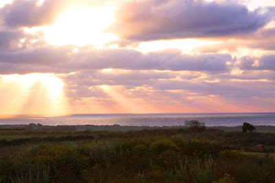 Rays, Ocean and Shrubbery