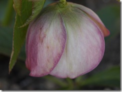 P4241120