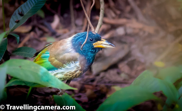 The word Barbet is comparatively new in my vocabulary. I came across it about two years back when I happened to spot a large colorful bird on the banks of the little stream that flows behind our house in Himachal. I managed to click a very bad picture of it, and somehow one of our much more learned friends was able to identify it despite the bad shot. The bird turned out to be the Great Barbet. And since then, somehow we keep coming across Barbets of different colors, shapes, and sizes. The best thing about Barbets is that you spend a large part of your life being unaware of their existence, but once you learn about them, you see them everywhere. And you see different varieties of them. And that is the reason why Barbets are our bird for the month of February. This is the time when your start getting a hint of the spring.You see new buds on plants, a hint of green where there was frozen ground. So in a way you are sensing the spring before really seeing it. Same goes for Barbets. You often hear them much before you actually see them. And if you are like us, you probably know the sound, but would not realize that it belongs to one of the most beautiful bird you are ever going to see. Barbets get their names from the bristles around their large beaks. Almost all barbets are bright and colorful and, therefore, are sometimes caged as pets. Barbets have heavy heads and plump bodies. However, the species is adaptable and resilient and at present none of the Asian species are threatened. One of the barbets that I have special love for is the Brown-headed Barbet. This bird is commonly found all over Delhi and you can often hear its call echoing during the day. The fact that a pair of brown-headed barbets lives on the peepal tree right behind our house makes them all the more special. Following is an audio I found on the Internet that records the Brown-headed Barbet's call. Does it sound familar? The other barbet that we saw is the Coppersmith Barbet. This tiny little colorful bird is widespread all across India, but we saw it in Ayuthhaya. Thailand. The Barbet is so called because its call is similar to the sound a coppersmith makes when striking a piece of metal with a hammer. At one glance, this bird looks like a woodpecker and it also behaves like one, pecking away on tree trunks. Click this to listen to the Coppersmith Barbet's call. The Coppersmith Barbet has a crimson patch on its forehead and another one on its throat, and that is why it is also known as the crimson-headed barbet. It has a yellow eye-patch and the rest of its body is green and yellow. Compared to the Great Barbet, the Coppersmith Barbet is really tiny. A little aside about barbets is that the tiniest of barbets are known as Tinkerbirds and are only found in Africa. The next Barbet we chanced upon was during one of our recent visits to Himachal Pradesh. We spotted a bright blue and green bird feasting upon the Lonku (Chayote) fruit growing on a vine my father-in-law had planted. As this barbet also had a crimson patch on its forehead, I first thought it was a Coppersmith Barbet. However, this bird was much bigger. Some search on the Internet revealed that it was the Blue-throated Barbet. Throughout our stay the only activity we saw this bird do was eating. And it made absolutely zero noise. Another observation was that this was a really restless bird and wouldn't stay at a single place for more than a few seconds. It would keep hopping to higher branches till it got out of the range of our basic camera and then relax. It would keep sitting there for hours, out in full view, keeping absolutely still. But yes, just out of the range of our camera. Though the Blue-throated Barbets behind our home did not delight us with their calls, we know from our observations of Barbets that these aren't by nature quiet creatures. So I searched the internet again and got this video from youtube. You will notice that all Barbets sound different but their repeated calls have the same pattern. 