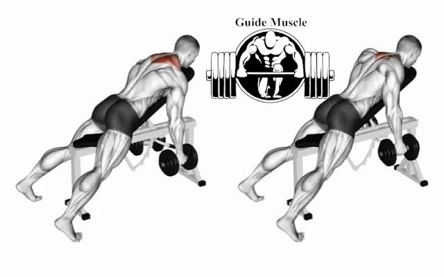 Bench Incline Dumbbell Shrug