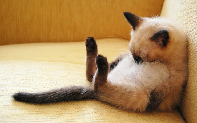 10 Gambar Kucing Tidur Yang Lucu Gambar Top 10 10 Gambar Kucing Tidur Yang Lucu Gambar Top 10