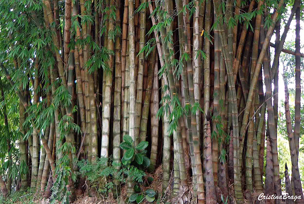 Bambu gigante – Dendrocalamus giganteus
