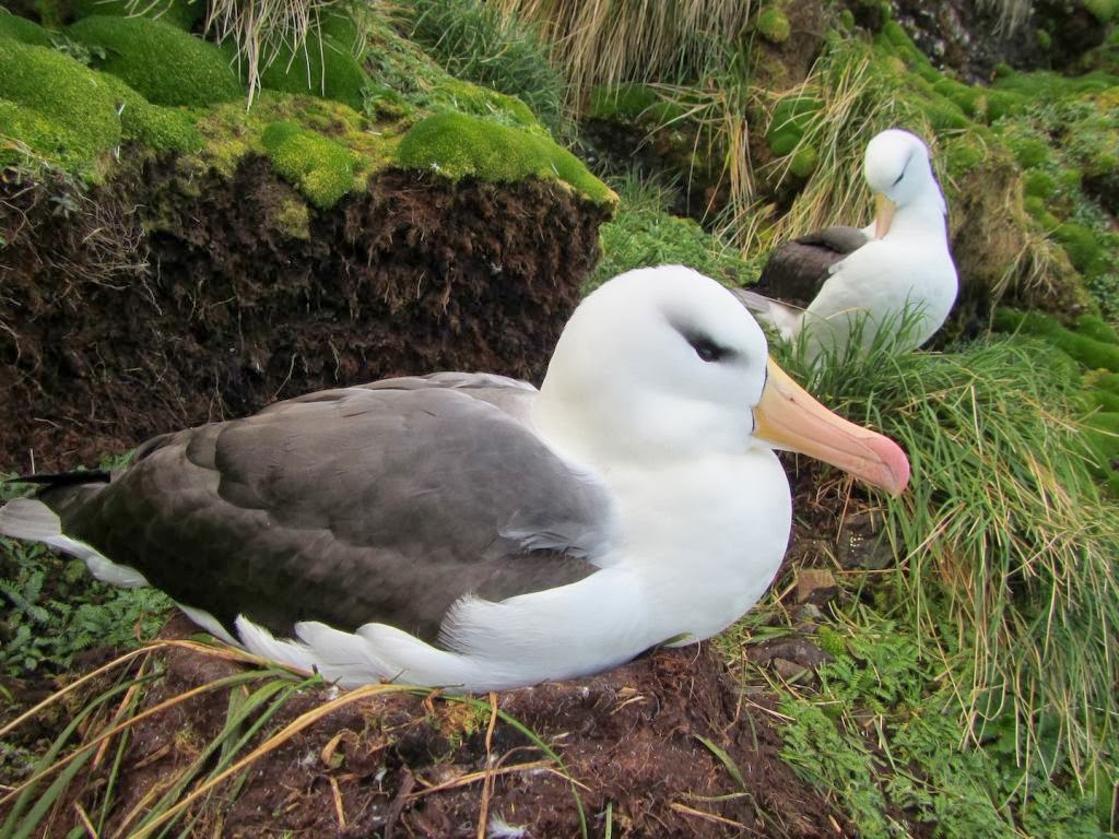 http://beautifulwallpapersforrdesktop.blogspot.com/2014/01/black-browed-albatross-wallpapers-hd.html