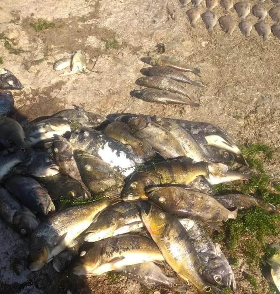 Pescadores relacionam morte de peixes com baixo nível do Rio Paraná