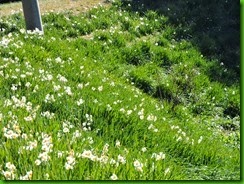 DSCN2634