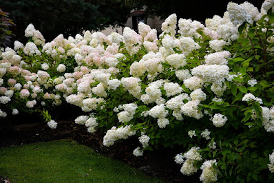 Hydrangea paniculata Bombshell - Bombshell Hydrangea care