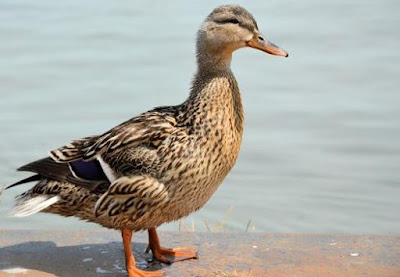 Peluang Bisnis Kemitraan Ternak Bebek Peternakan