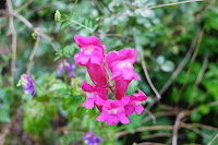 Interesante la forma y el color de las hermosas orquídeas silvestres del Montnegre-Corredor en Pineda  de Mar.