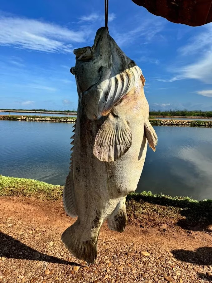 PENDÊNCIAS:  Espécie de peixe de quase 200 quilos encontrado no RN pode viver por mais de 40 anos