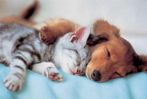 animal randos 6 Daily Awww: All kinds of animals (21 photos)
