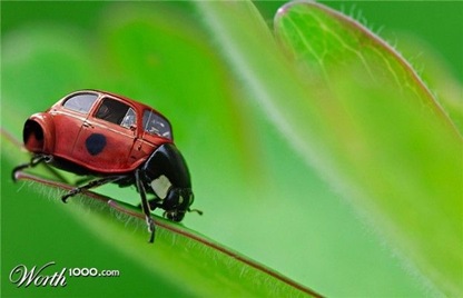 insects_01