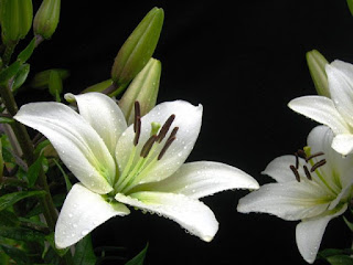 Gambar Bunga Lili Putih Yang Cantik_White Lily 201605