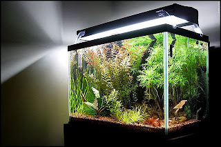 Modern Lighting Systems for Freshwater Aquarium Plants