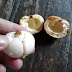 Enaknya Buah Puak atau Kapul