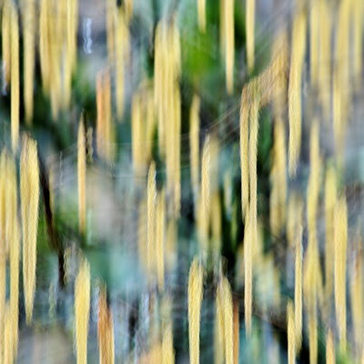 Abstract image of hazel tree flowers by a rainy day