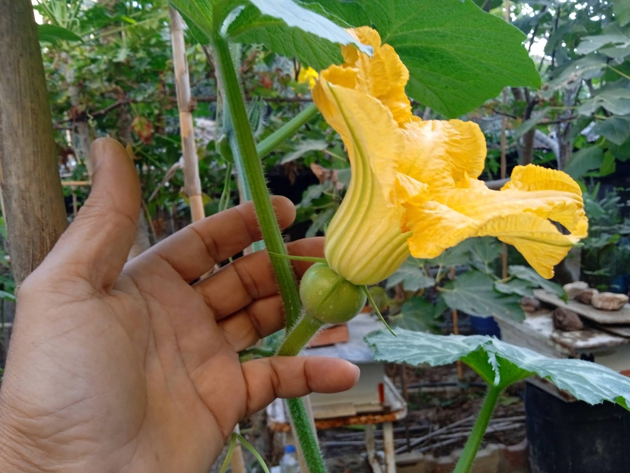 Female squash flower is most easily identified by the little immature squash fruit that is attached at the base of the flower.