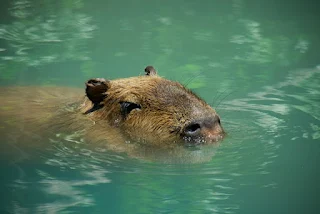 Capybara swimming