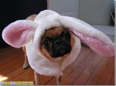 2 animales pascua (5)