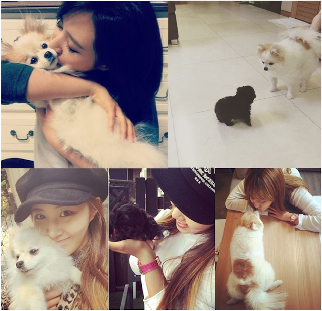 Girls Generation pet Instagram Taeyeon Sunny Tiffany Hyoyeon Yuri Sooyoung Yoona Seohyun poodle Maltese Yorkshire dog cat Pomeranian K-Pop enjoy korea hui